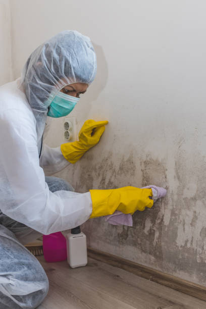 Best Environmental Consulting for Mold Prevention  in Latta, SC